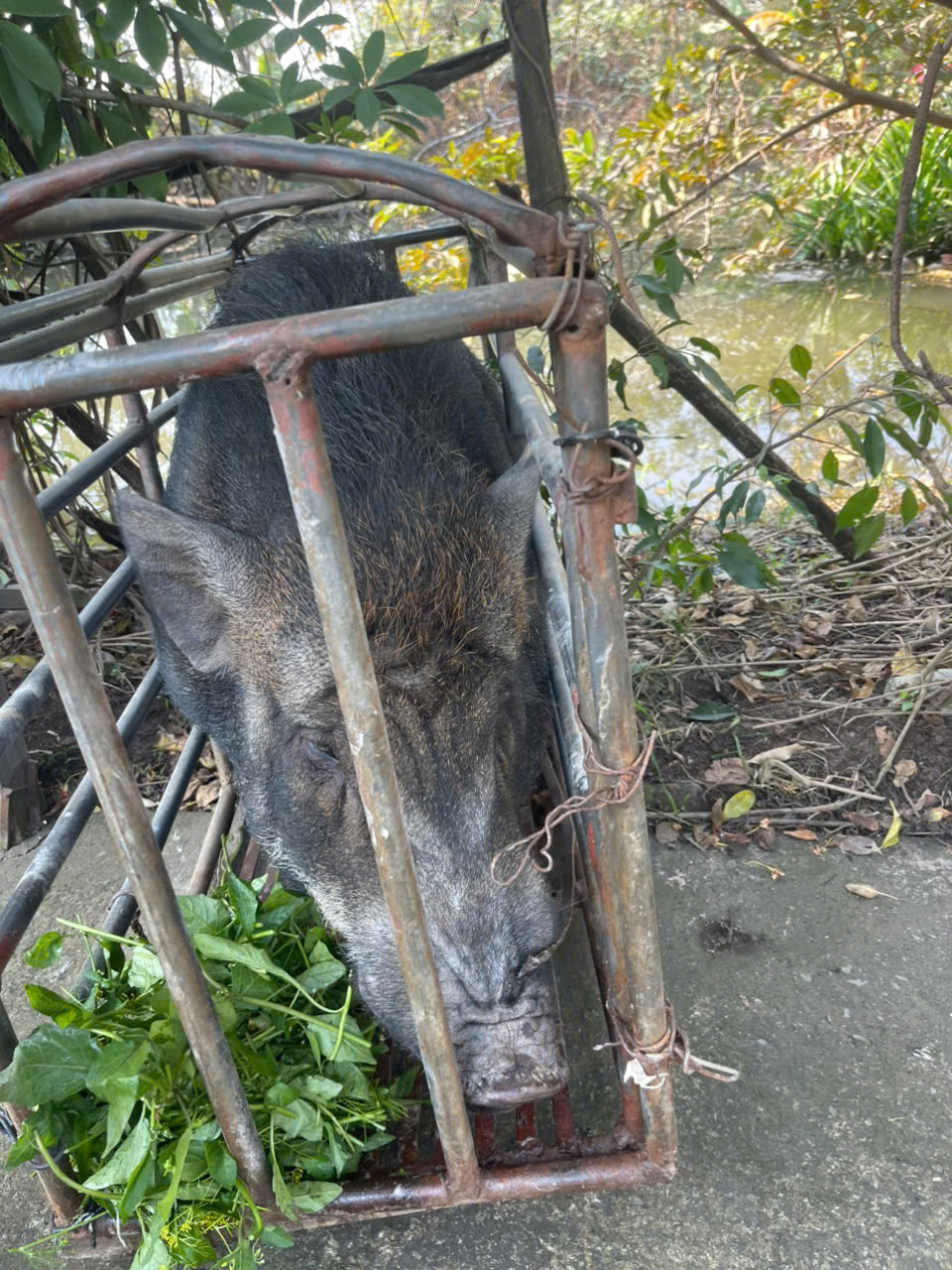 Lợn Rừng 2 tuổi với trọng lượng trên dưới 50 kg