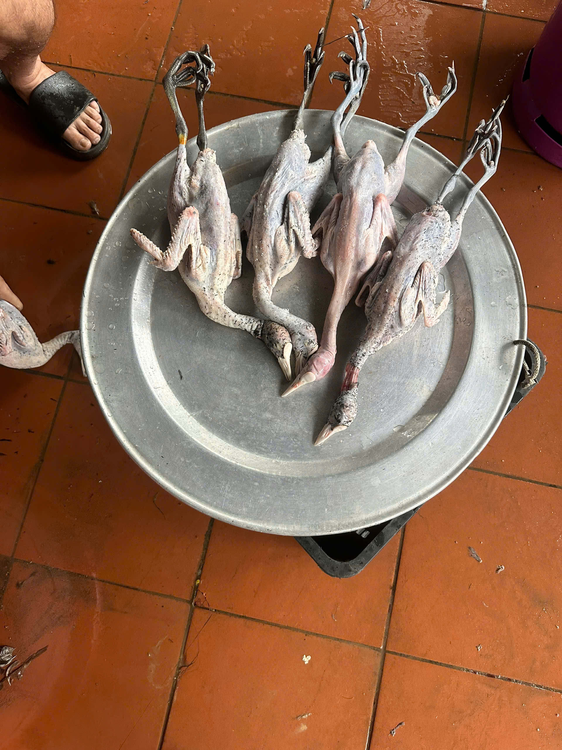 sơ chế Sâm Cầm