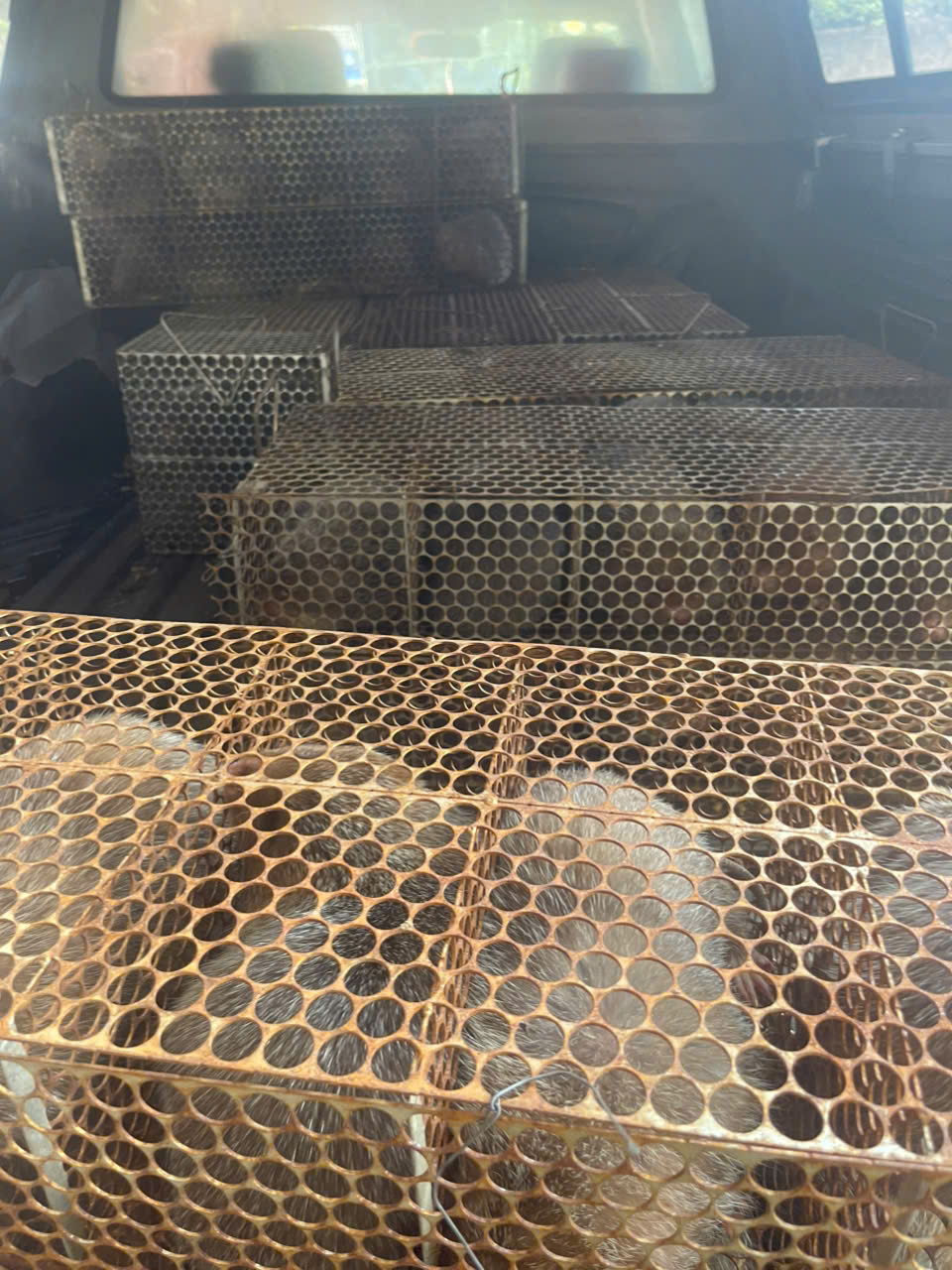 Dúi tại Hà Nội 