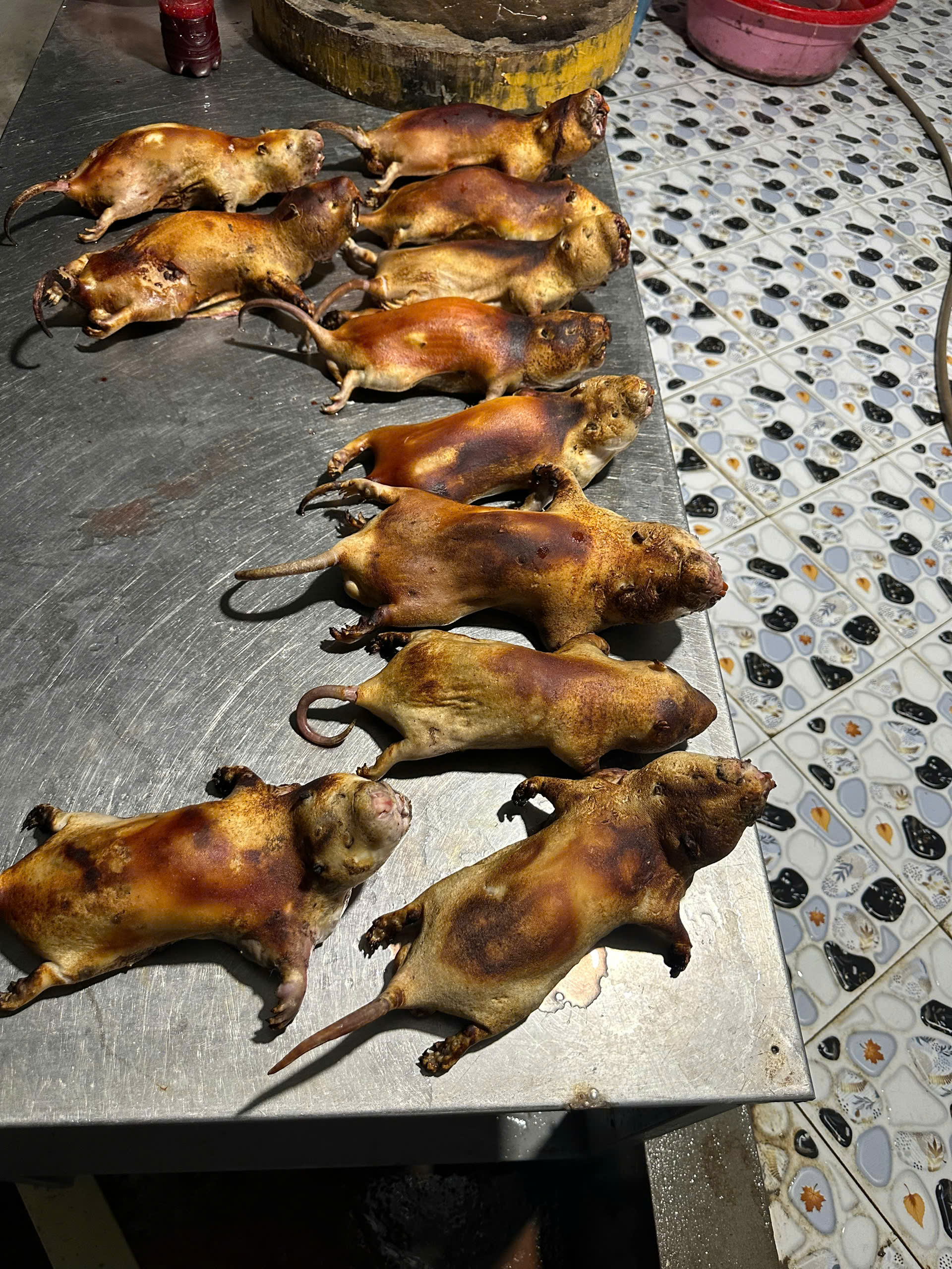 Sơ chế dúi rừng