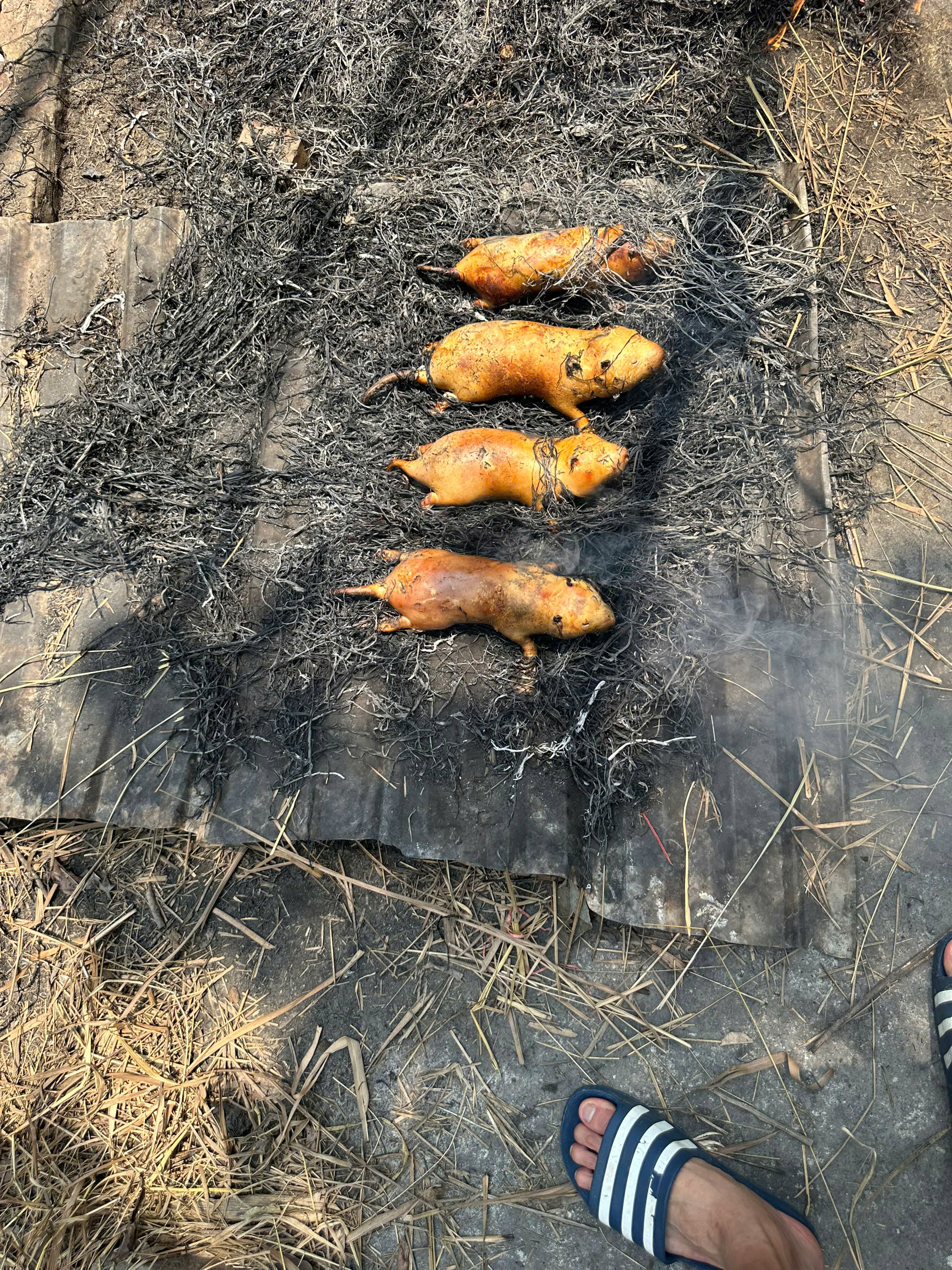 Dúi rừng tại Chung Chồn