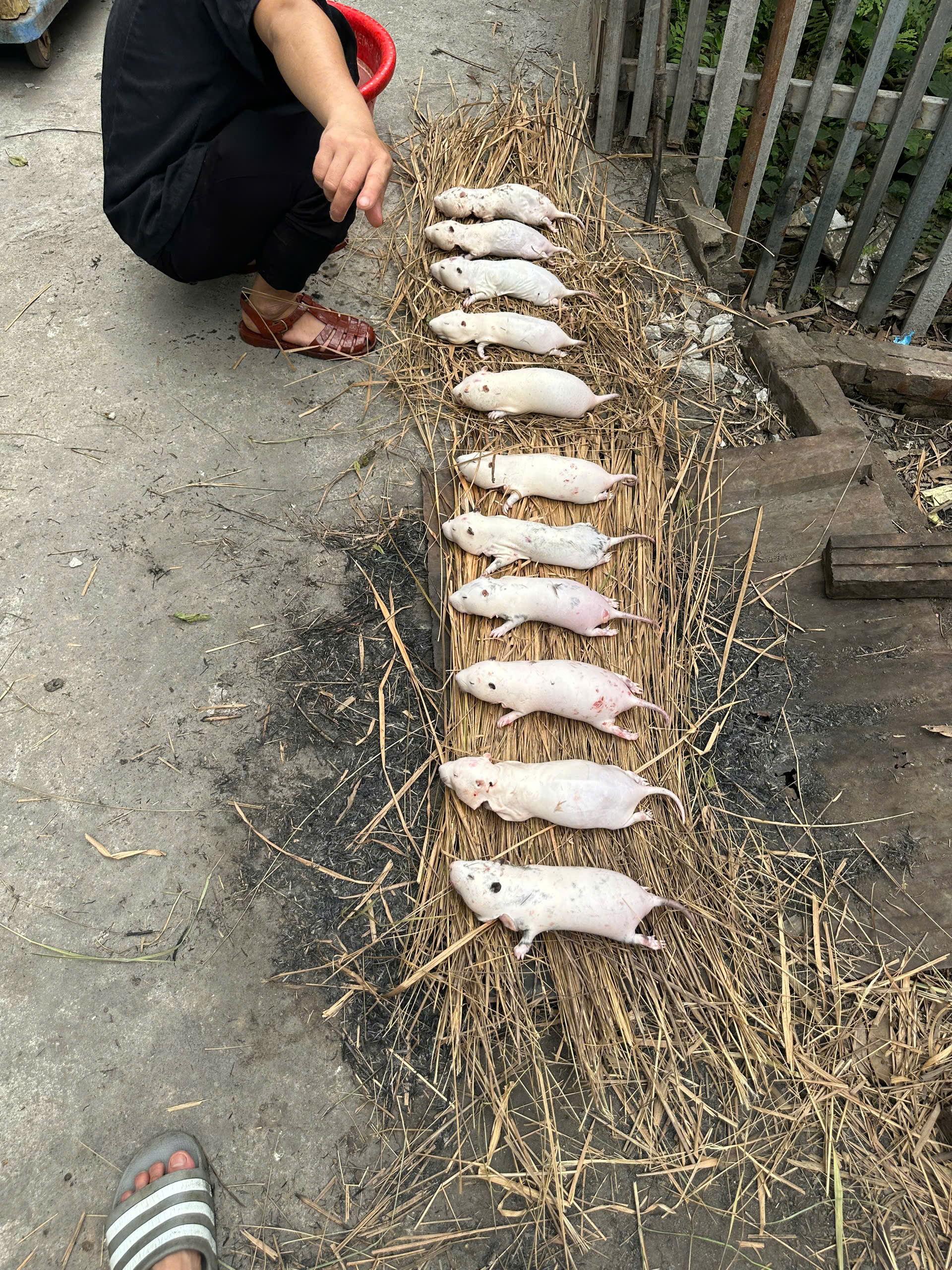 sơ chế dúi rừng