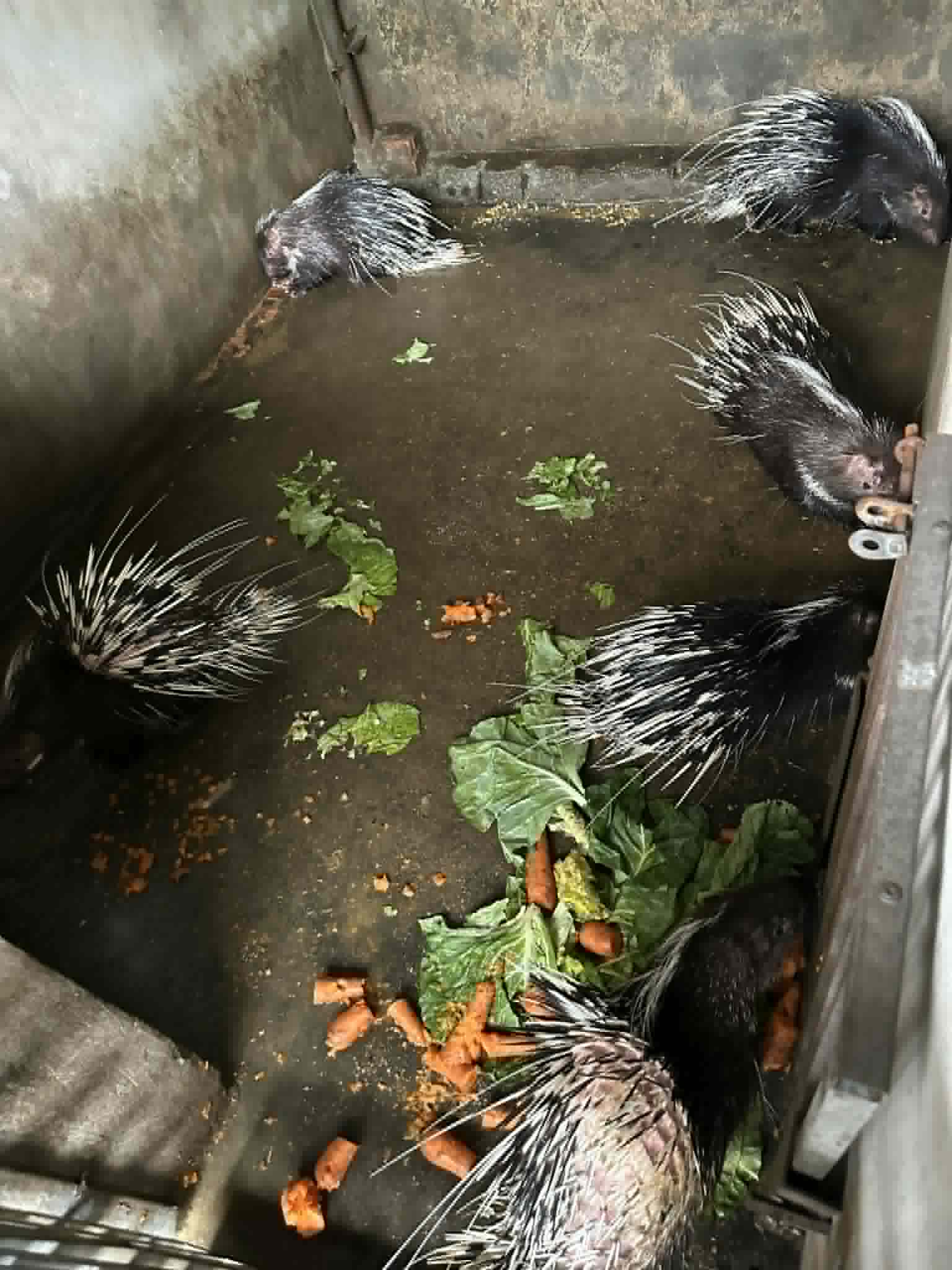 nhím thịt tại hà nội
