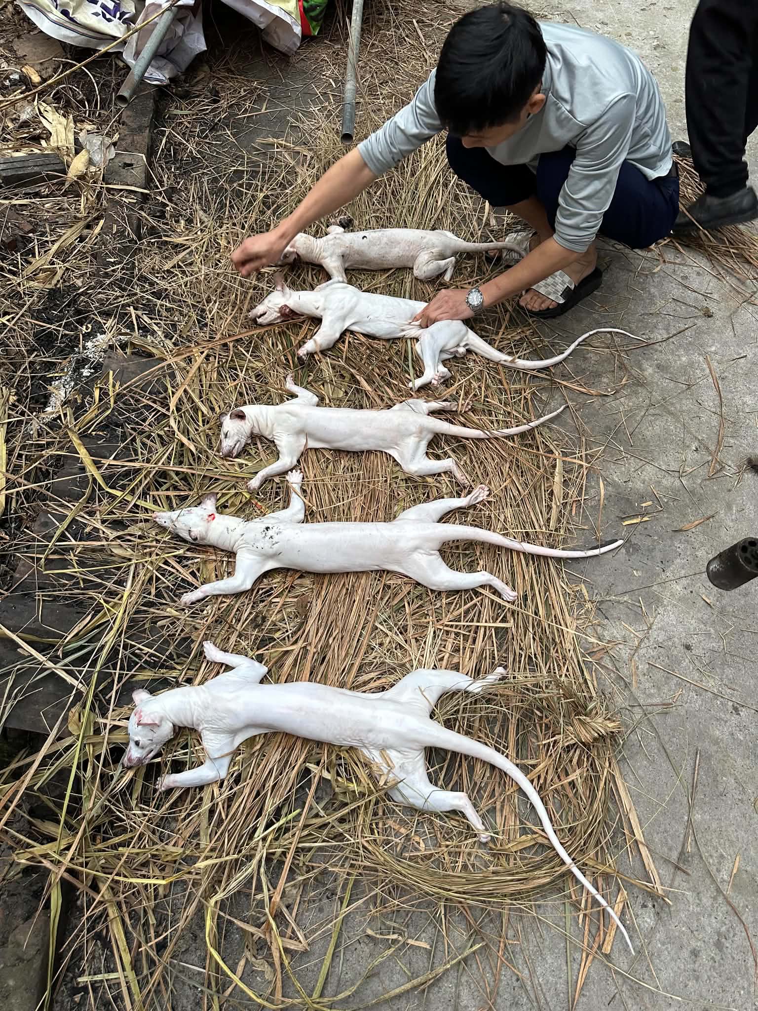 Sơ chế cầy hương