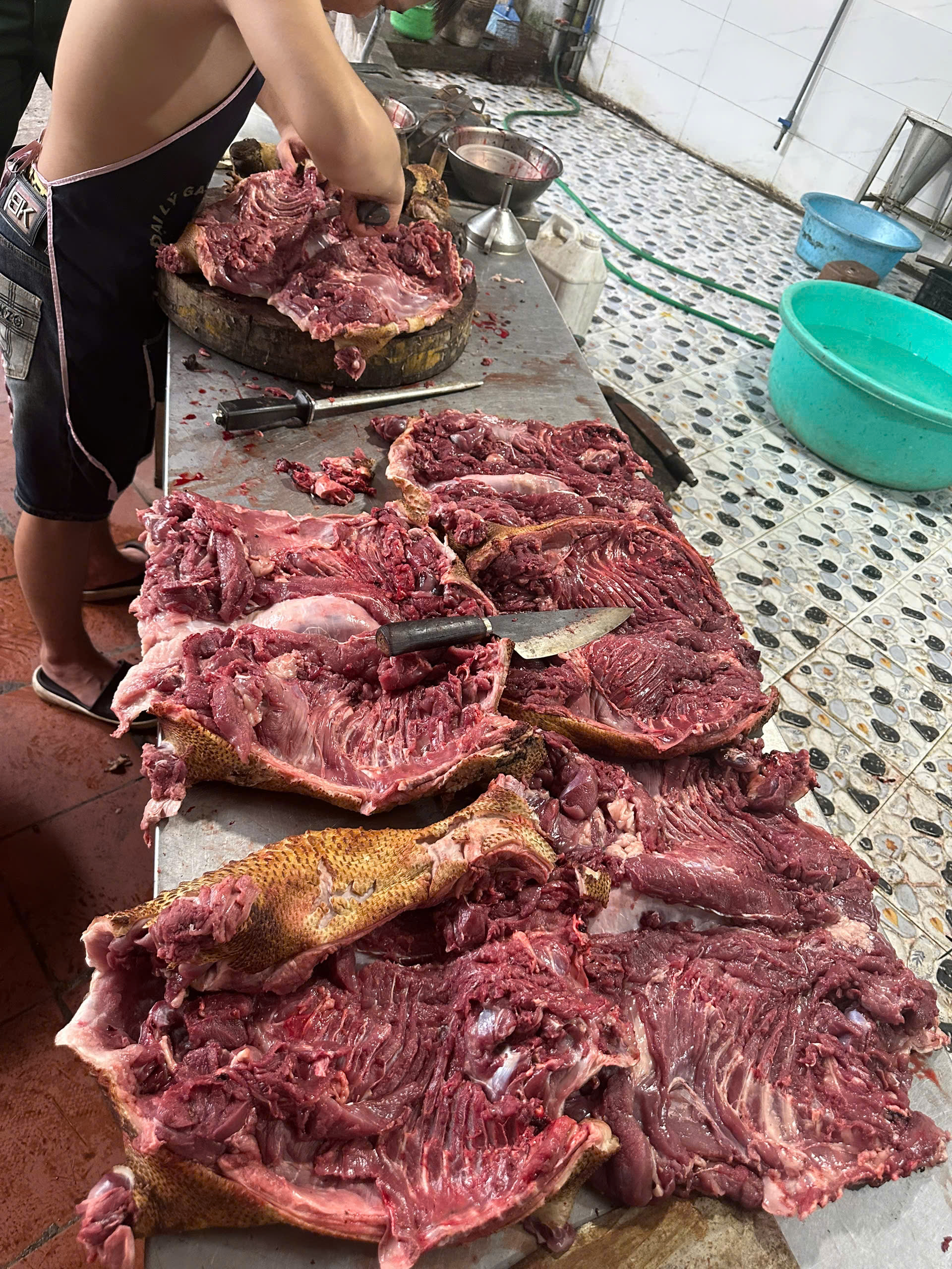 sơ chế nhím thịt tại Hà Nội